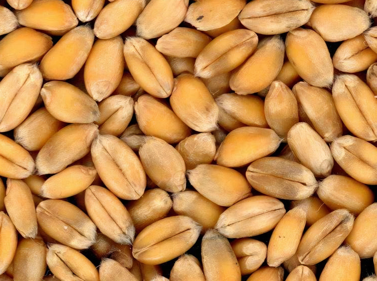 Grano Tenero – Farine e Vari