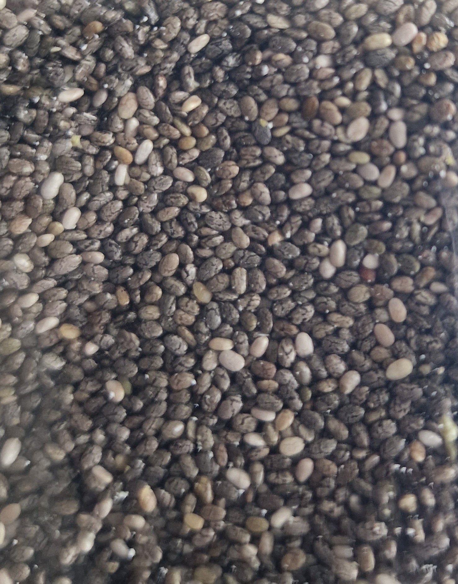 Semi di Chia